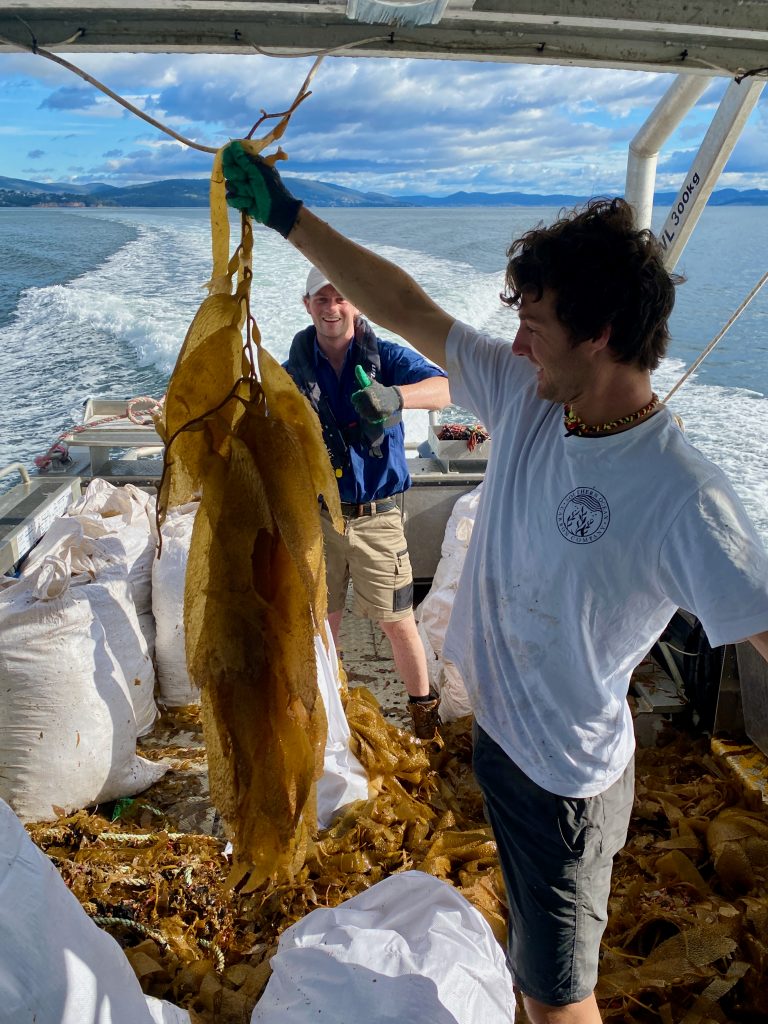 Day 2 of the kelp harvest – Beautiful Giant Kelp.