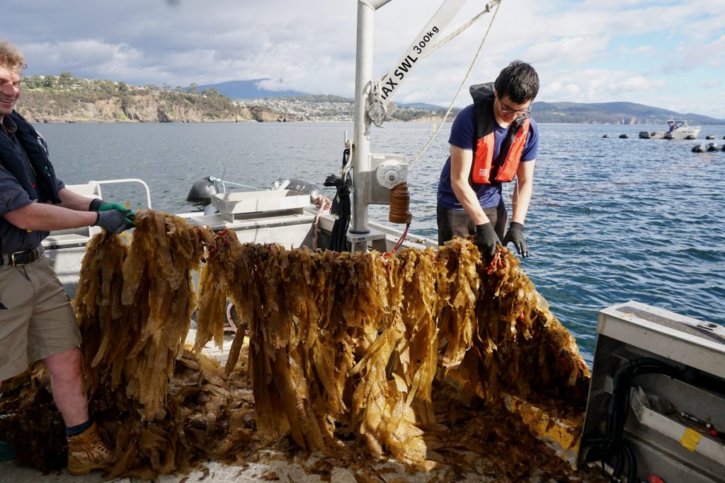 Southern Ocean Carbon staff on the kelp harvest boat